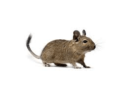 caracteristicas-degu