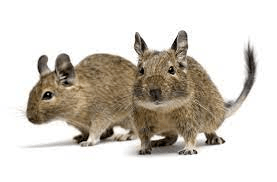 caracteristicas-degu